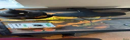Gecko reptiles for sale: Crusted gecko  in Tidworth - Advert 4
