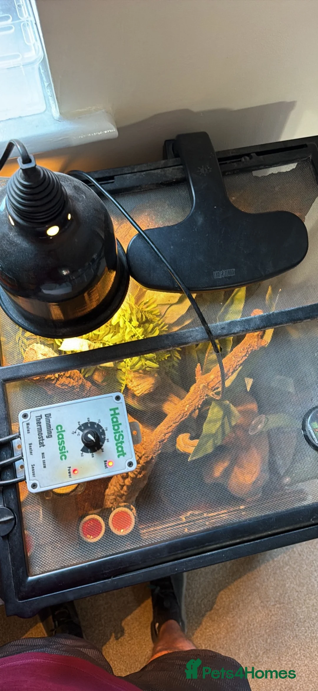 Gecko reptiles for sale: Crusted gecko  in Tidworth - Advert 4