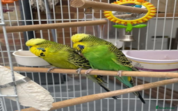 Budgerigars birds for sale: Budgies, cage, toys & food  - Image 1