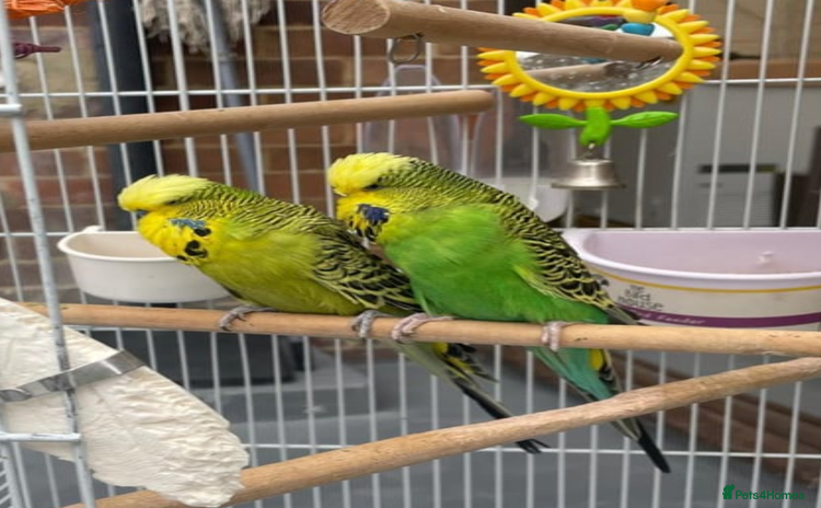 Budgerigars birds - Advert 12