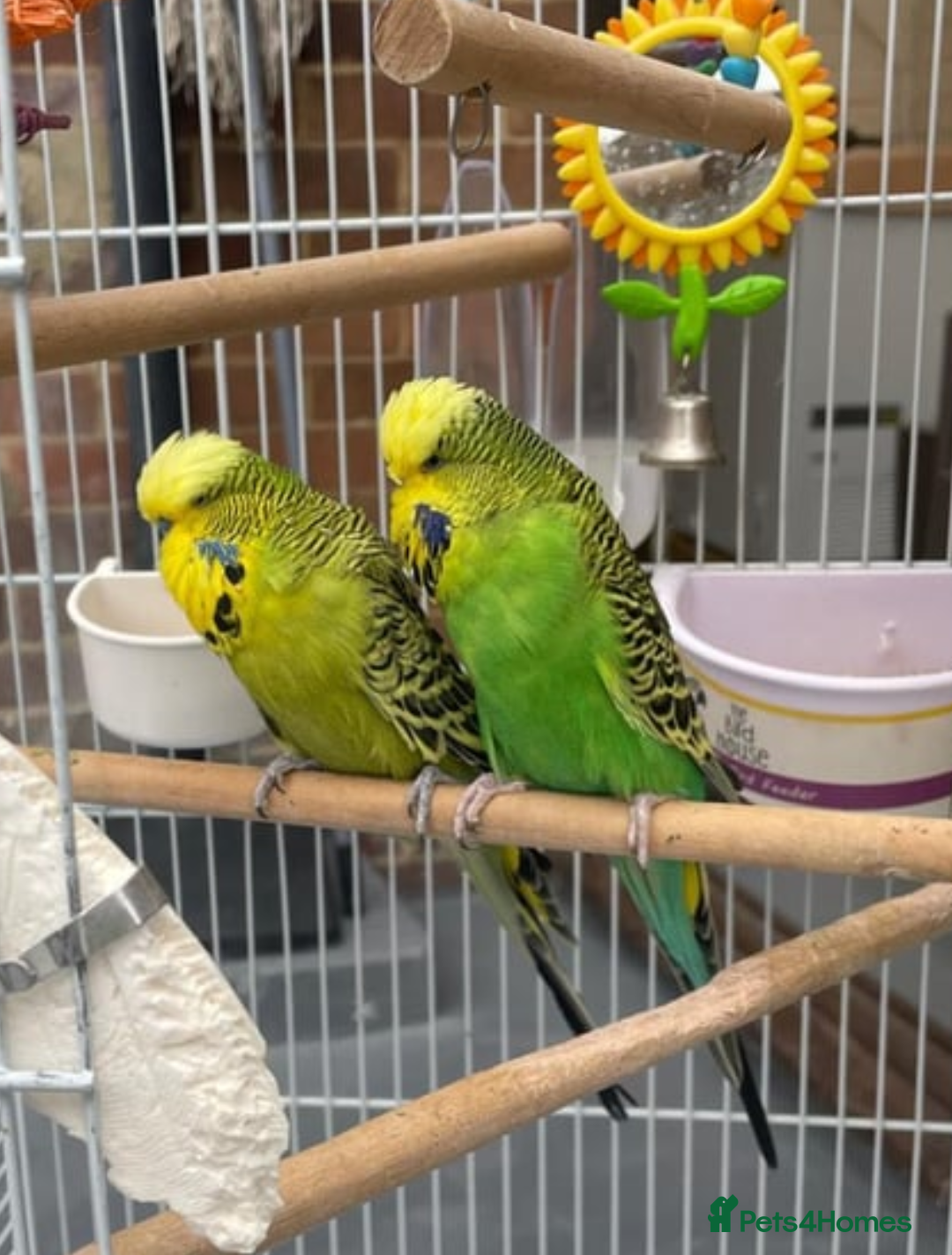 Budgerigars birds for sale: Budgies, cage, toys & food  - Image 1