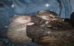 British Shorthair cats for sale: British shorthair x kittens - Image 17
