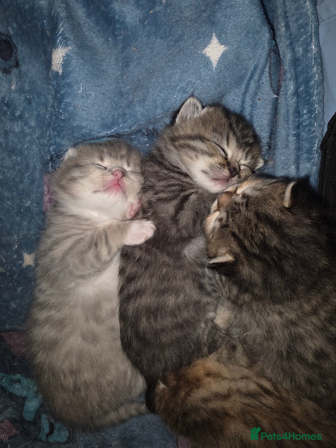 British Shorthair cats for sale: British shorthair x kittens - Image 17