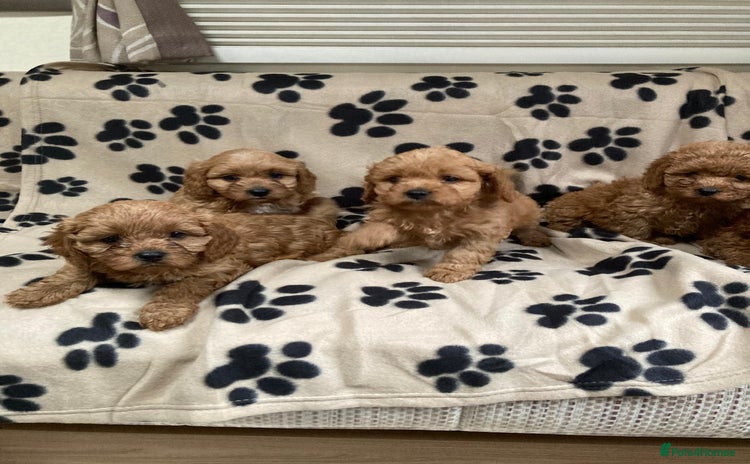 Cavapoo dogs - Advert 12