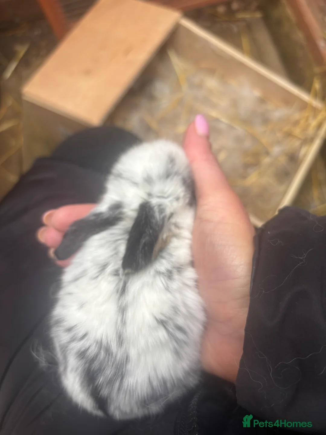 Mini Lion Lop rabbits for sale: 4 beautiful baby rabbits for sale  in Redditch - Advert 2
