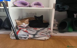 Domestic Shorthair cats for adoption: Jason & Pammy, 6 month old female & 8 yr old male - Image 5