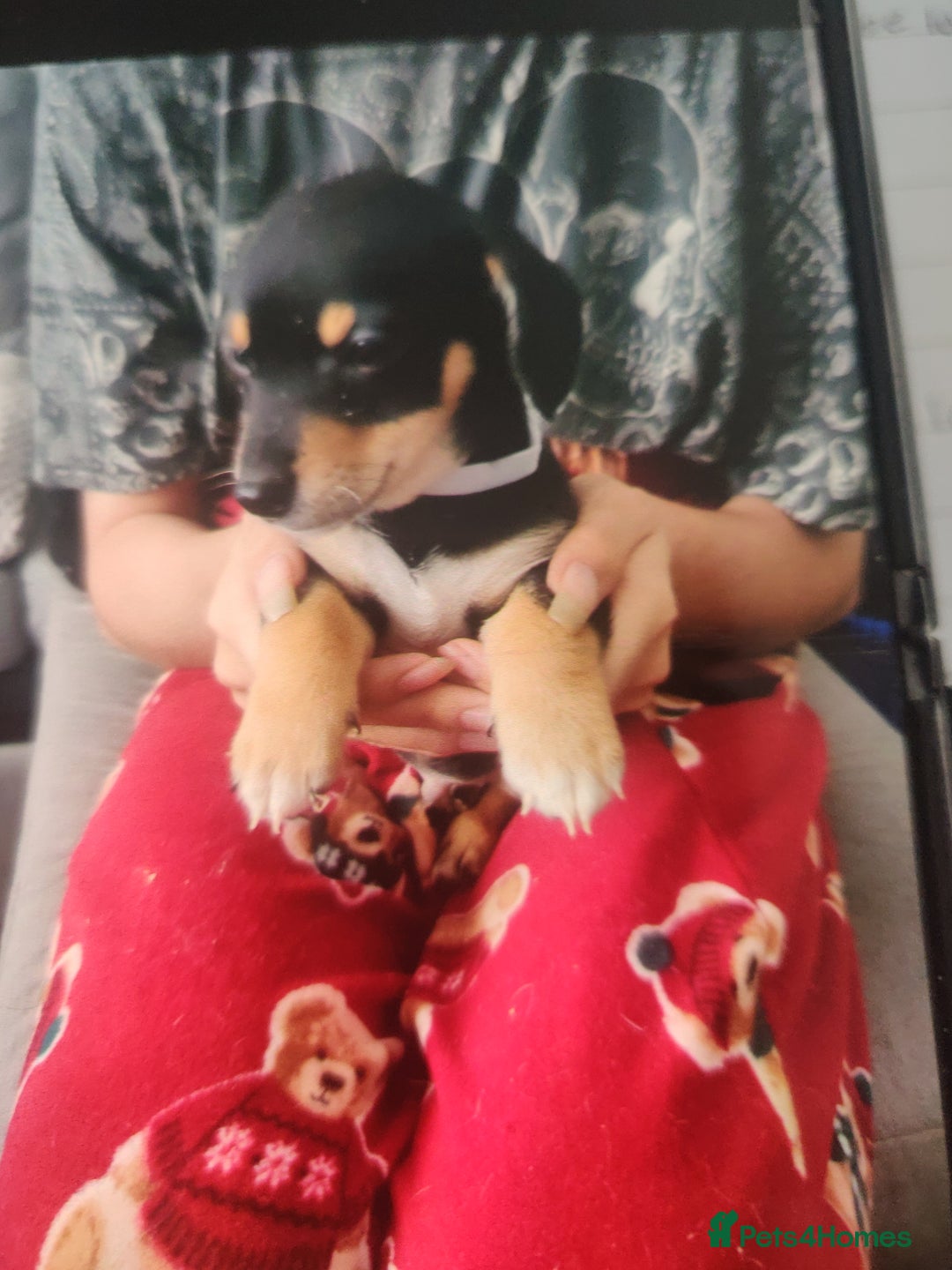 Mixed Breed dogs for sale: Puppies - Advert 2