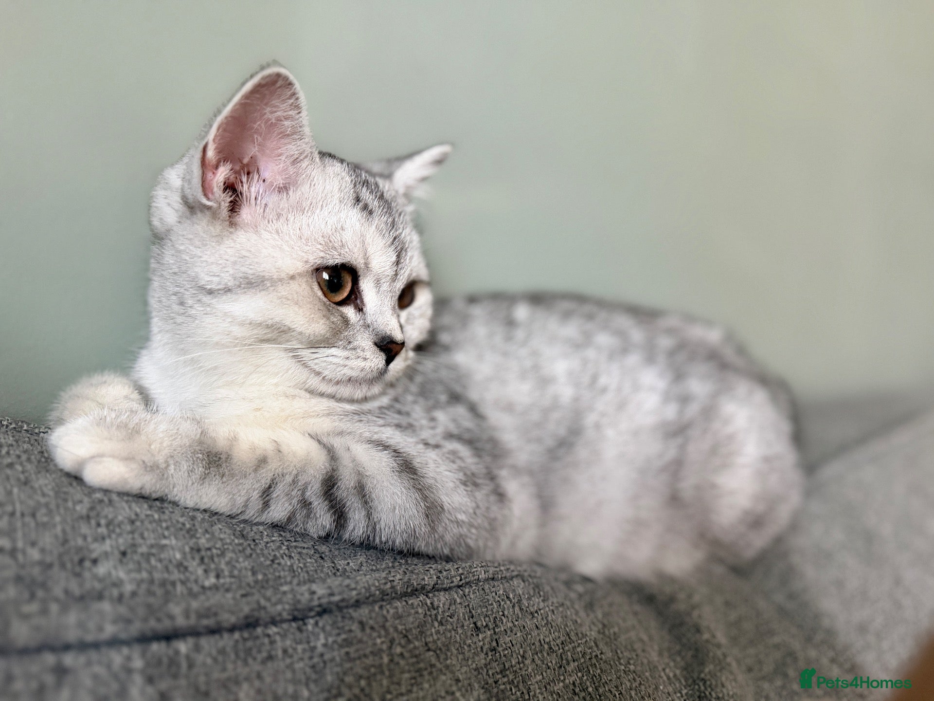 British Shorthair cats *Ready* 2 White & Grey British Short Hair Kittens  - Advert 2
