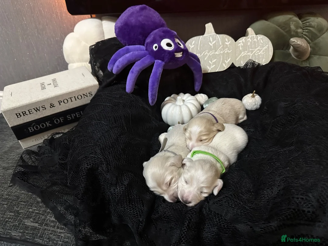 Miniature Dachshund dogs for sale: Miniature longhaired cream dachshund  - Advert 2