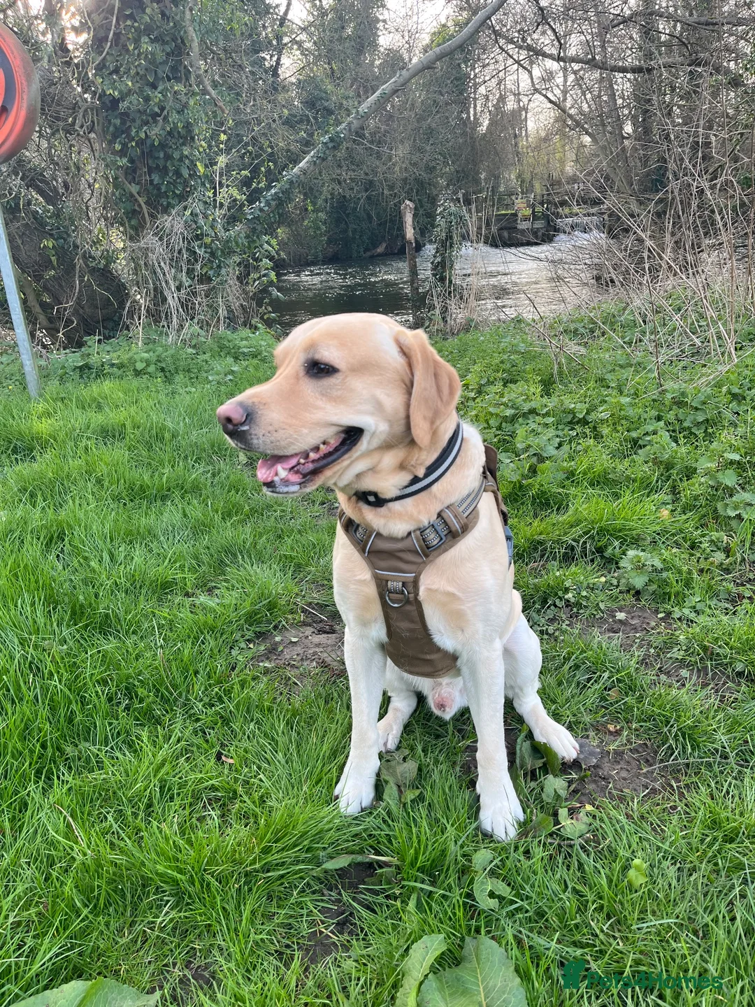 Labrador Retriever dogs for sale: beautiful golden labrador - Advert 2