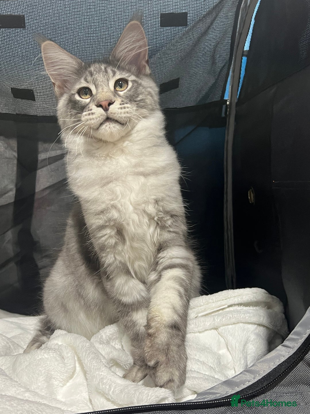 Maine Coon cats for sale: TICA boy blue silver huge Maine coon male  - Advert 4