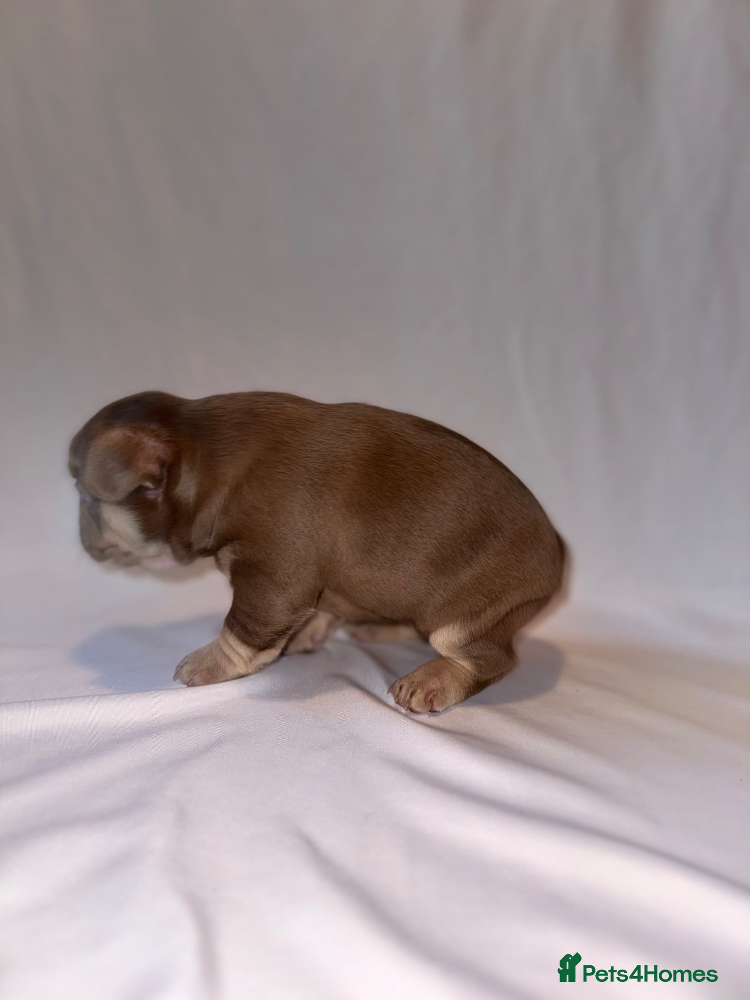 French Bulldog dogs for sale: Exceptional French Bulldog Puppies in Bristol - Advert 4