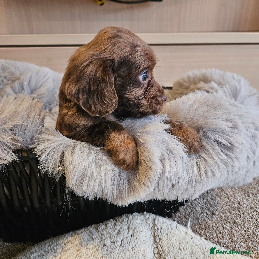 Cocker Spaniel dogs for sale: Rare Merle Working Type Cocker Spaniels - Advert 5