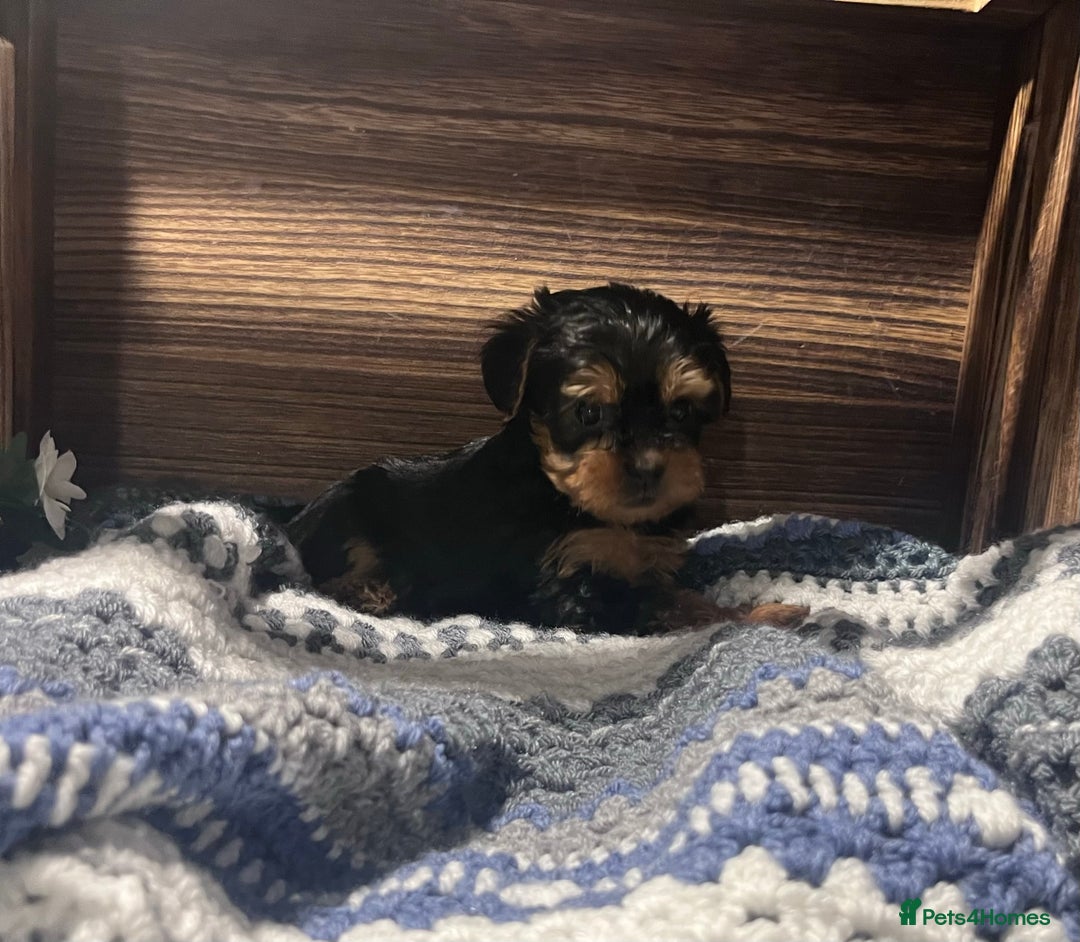 Yorkiepoo dogs for sale: Tiny Yorkipoos beautiful fluff balls puppies - Image 17