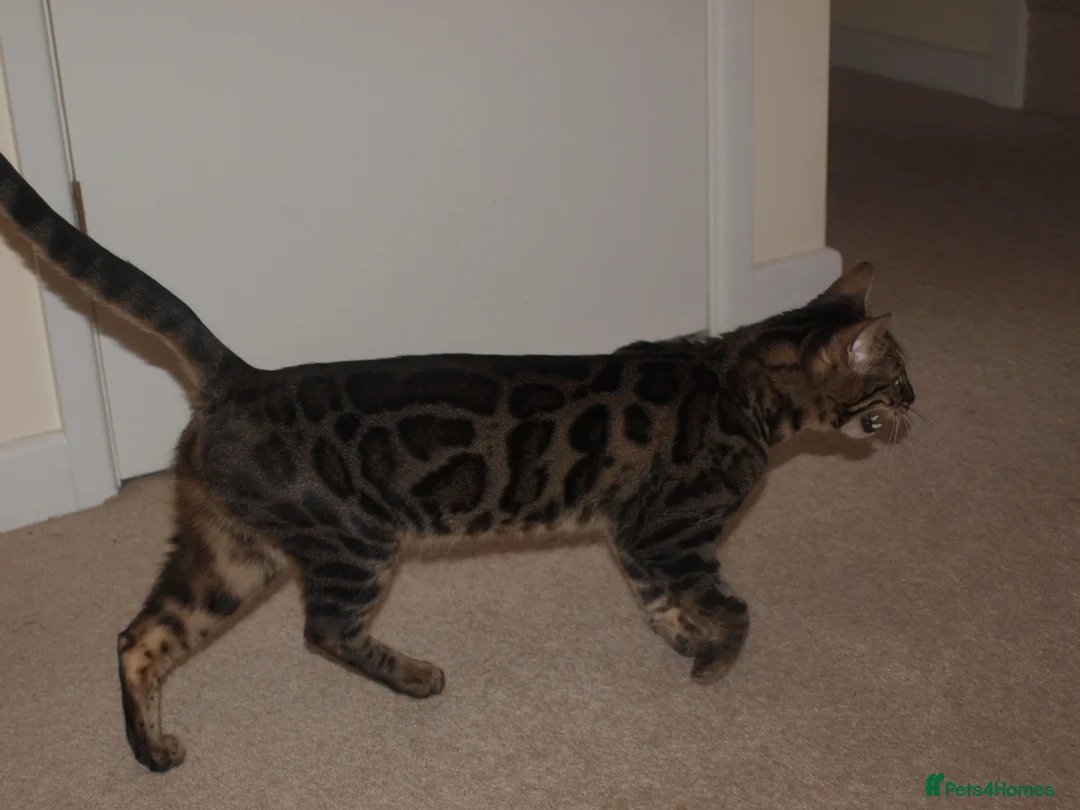 Bengal cats for sale: Stunning Bengal Female Cat - Advert 6