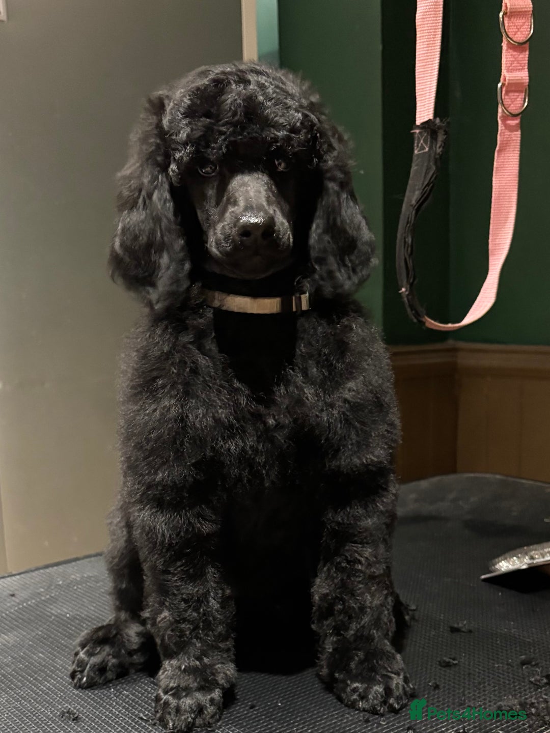 Standard Poodle dogs for sale: Champion sired standard poodles  - Advert 6