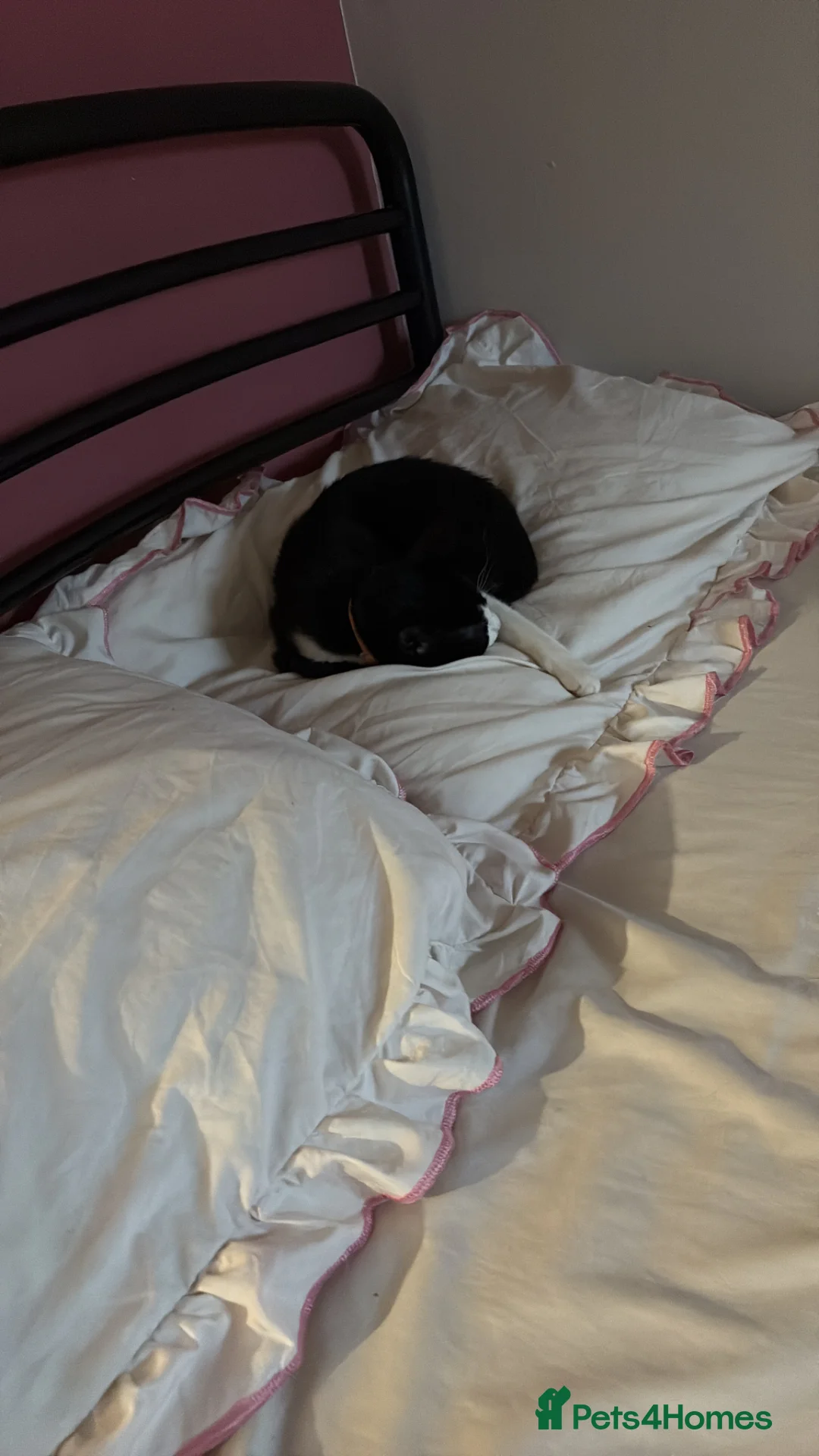 Mixed Breed cats for sale: Seven month old kitten - Oreo in Waltham Cross - Advert 8