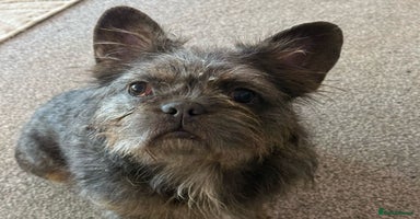 Mixed Breed dogs - Advert 11