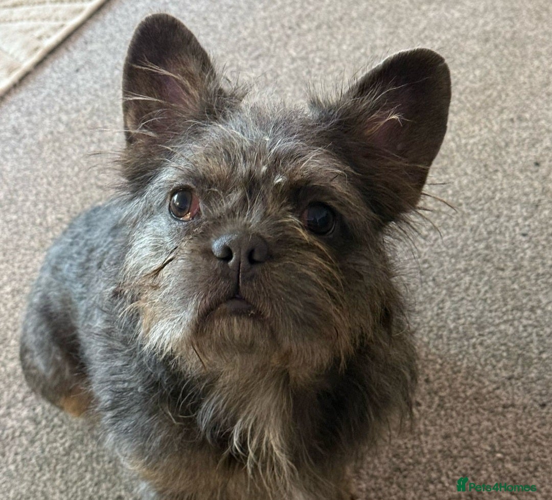 Mixed Breed dogs for sale: Mini bully's  - Image 3