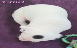 Mixed Breed dogs for sale: English/American Staffy Pups - Image 10
