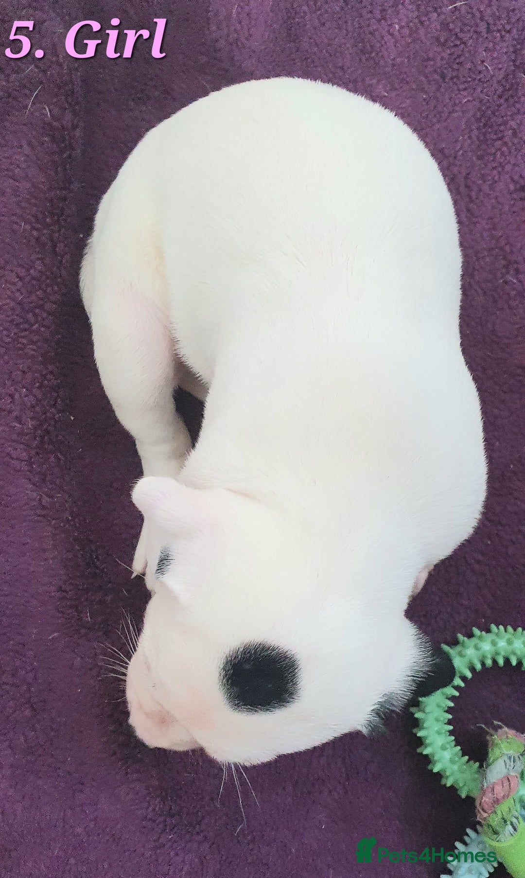 Mixed Breed dogs for sale: English/American Staffy Pups - Image 10