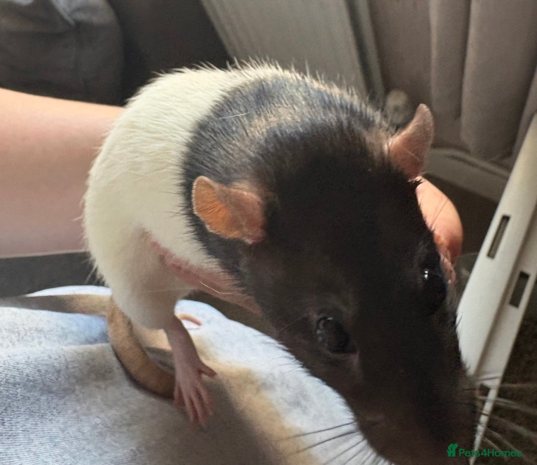 Rat rodents for sale: 2 male rats and cage  - Image 3