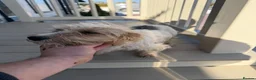 Jack Russell dogs for sale: Jack Russell puppies - Advert 18