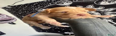 Chinese Crested 2