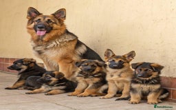 German Shepherd dogs for sale: 🐾❤️ Our German Shepherd Puppies for Sale 🐶✨ - Image 6