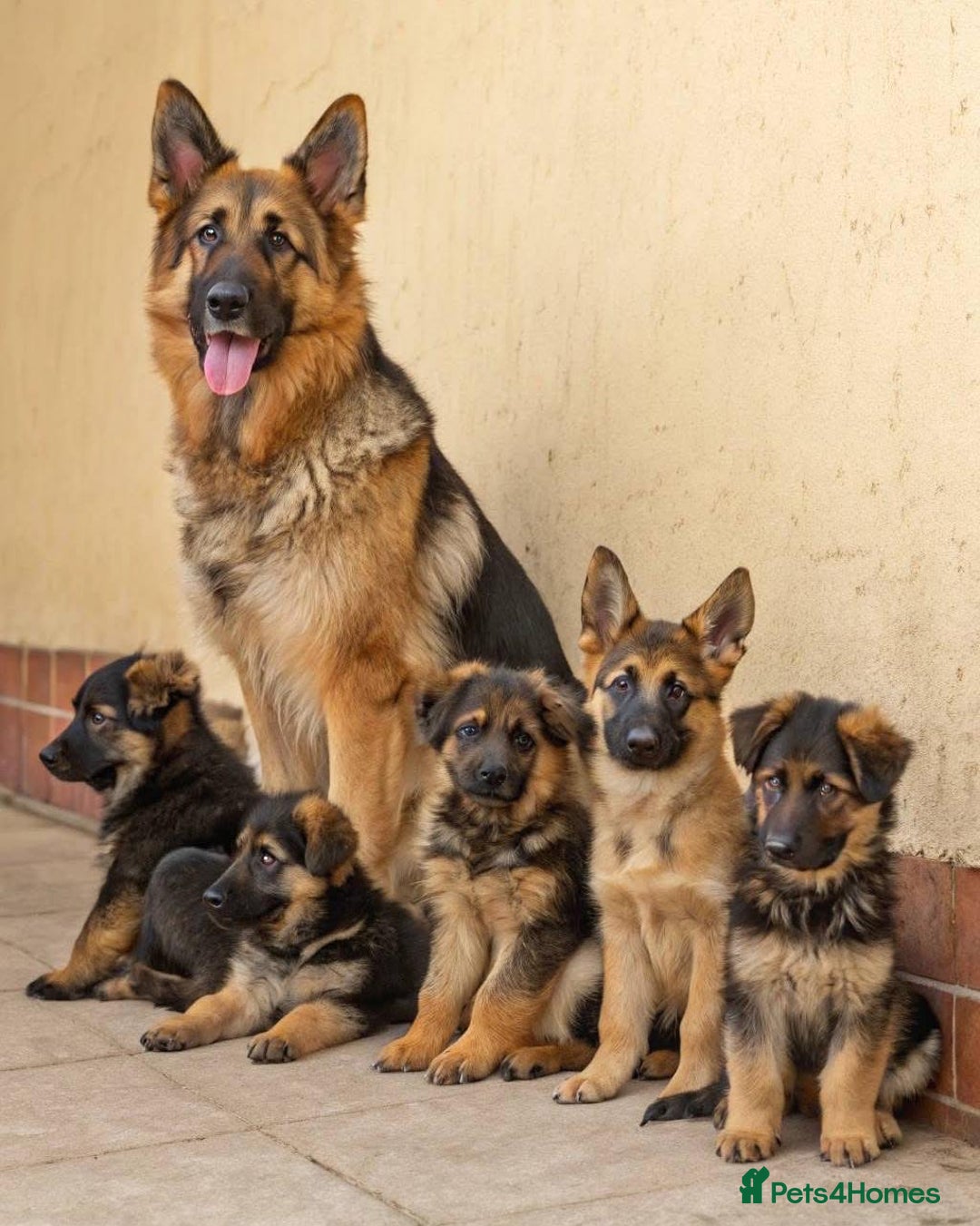 German Shepherd dogs for sale: 🐾❤️ Our German Shepherd Puppies for Sale 🐶✨ - Image 6