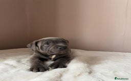 Staffordshire Bull Terrier dogs for sale: BLUEDOGCITY PHARON AT BULLSCAFF X WEDNESDAY ADDAMS - Image 5