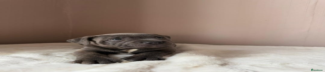 Staffordshire Bull Terrier Puppy 4