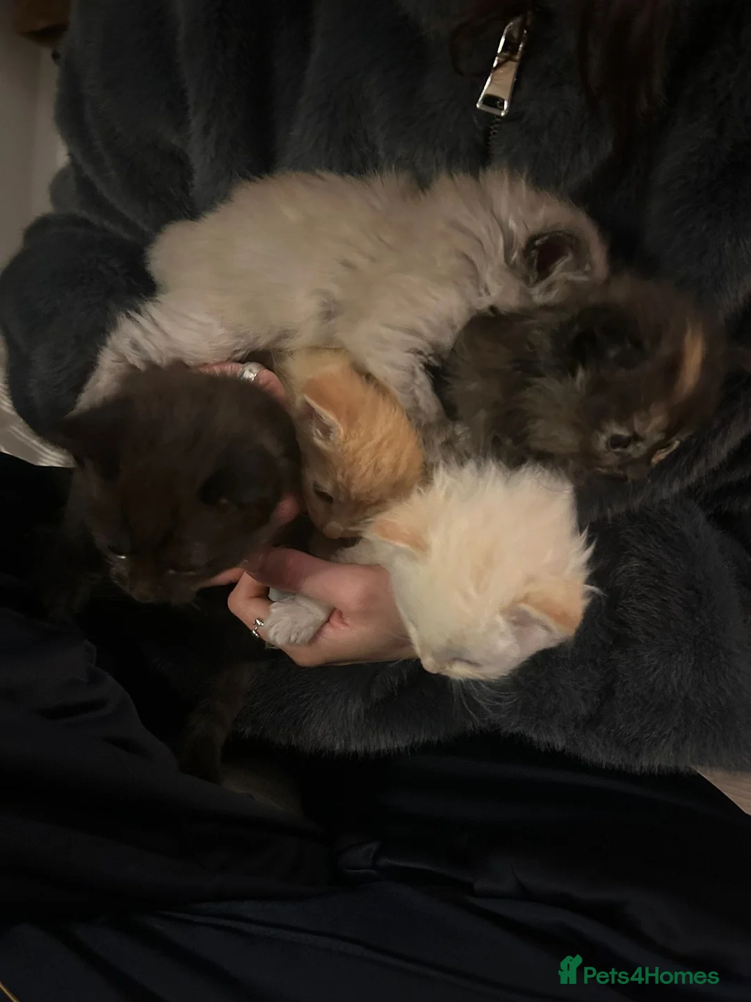 Mixed Breed cats for sale: Kittens for sale  - Advert 19