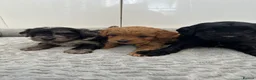 Cockapoo dogs for sale: Stunning miniature cockapoos - Advert 3