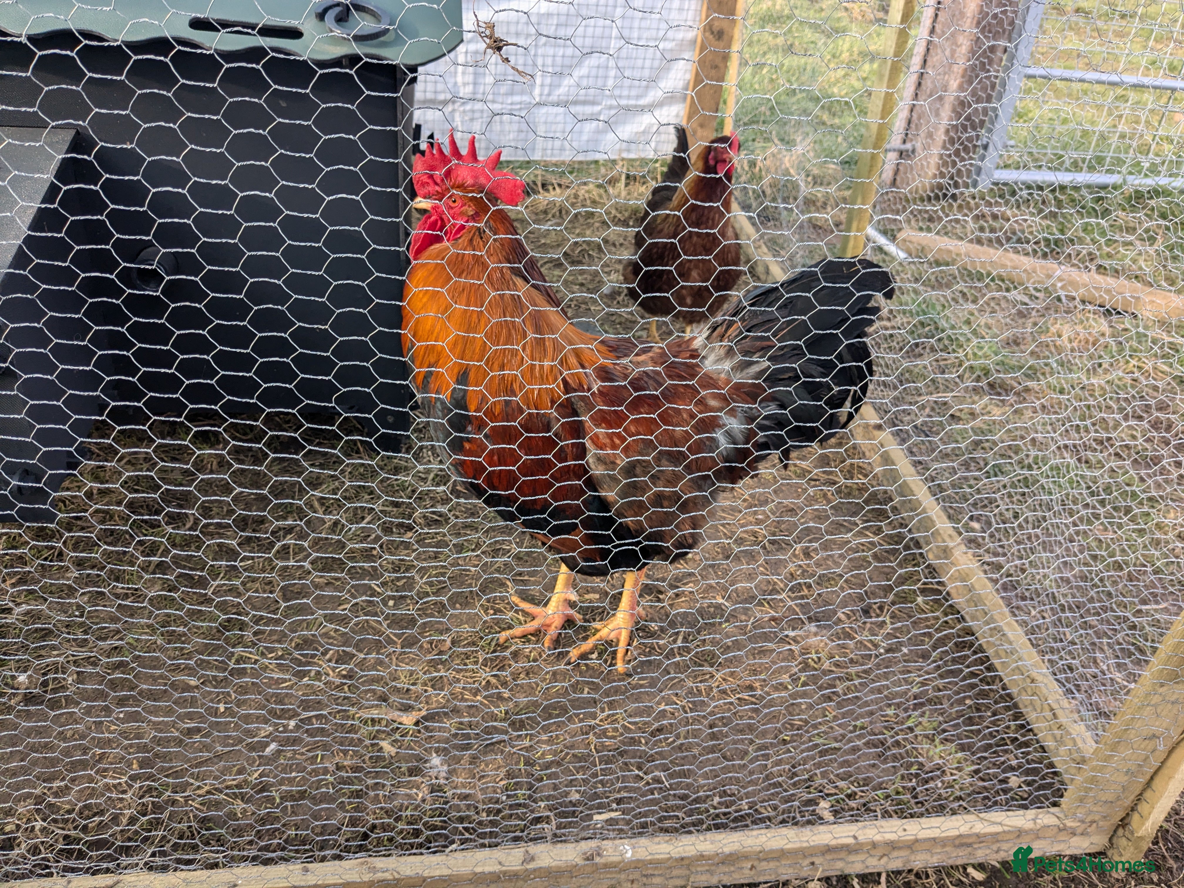 Geese poultry Light Sussex, Faverolle, Aracaunas, Coppers, Wel - Advert 2