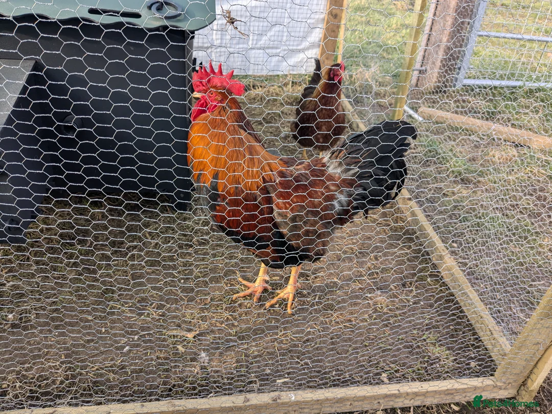 Geese poultry for sale: Call ducks, Light Sussex, Faverolle, Aracaunas,Wel - Advert 1