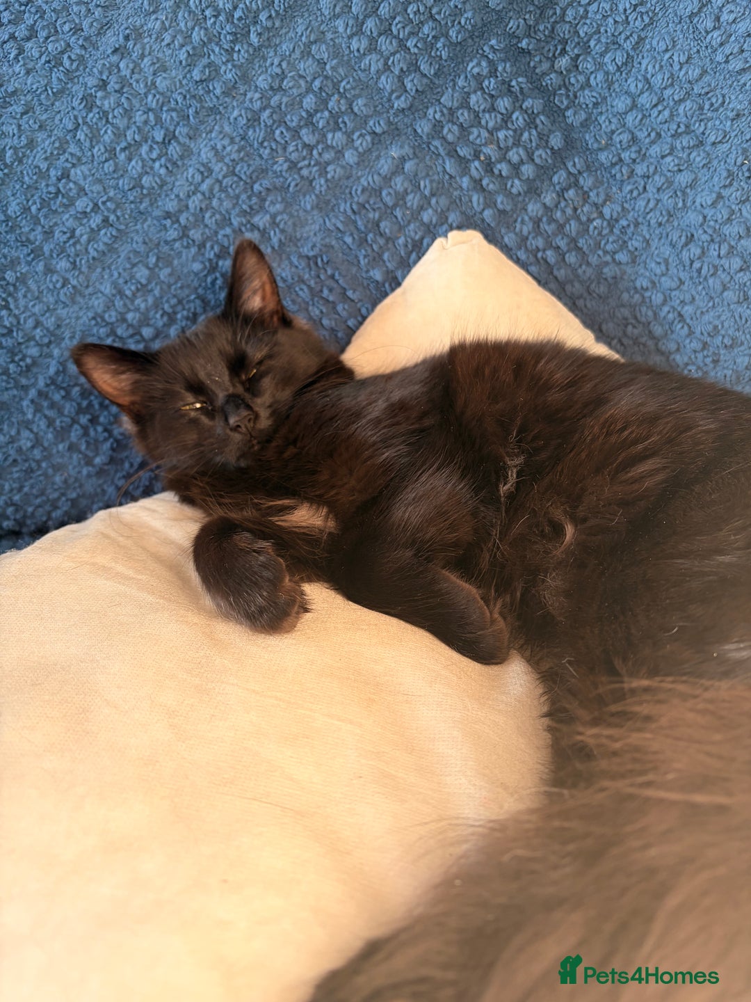 Mixed Breed cats for sale: Beautiful Cats - Advert 3