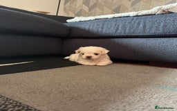 Maltese dogs for sale: Beautiful Boy Korean Maltese Puppy  in Tonbridge - Image 5