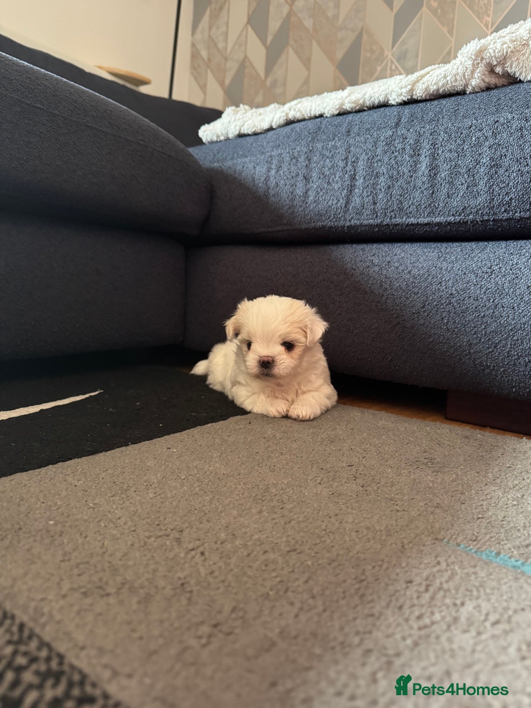 Maltese dogs for sale: Beautiful Boy Korean Maltese Puppy  in Tonbridge - Image 5