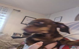 Dachshund dogs for sale: Dachshund puppies  - Image 8