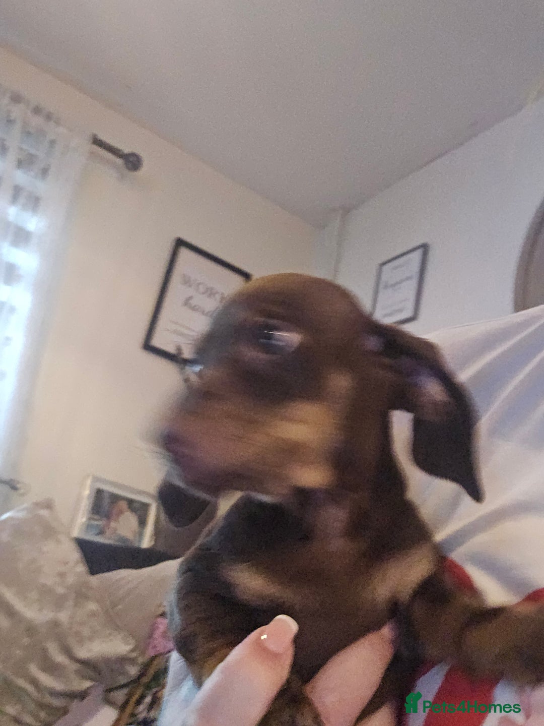 Dachshund dogs for sale: Dachshund puppies  - Image 8