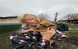 Mixed Breed dogs for adoption: Lucy - North Walsham Norfolk  - Advert 3