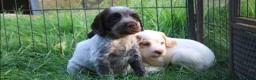 Cocker Spaniel dogs for sale: Working Cocker Spaniel Puppies  - Advert 10