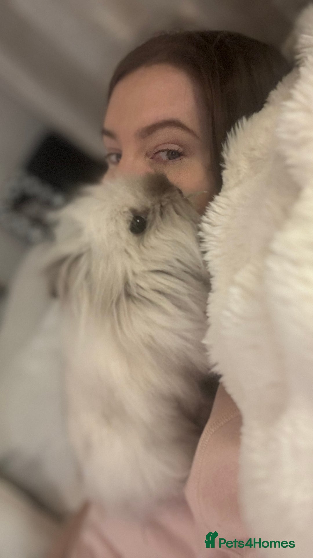 Lionhead rabbits for sale: Gorgeous Lionhead Girl Needing Permanent Home  - Advert 6