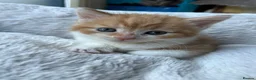 British Longhair cats for sale: CUTE FLUFFY KITTENS LOOKING FOR A FOREVER HOME - Advert 13