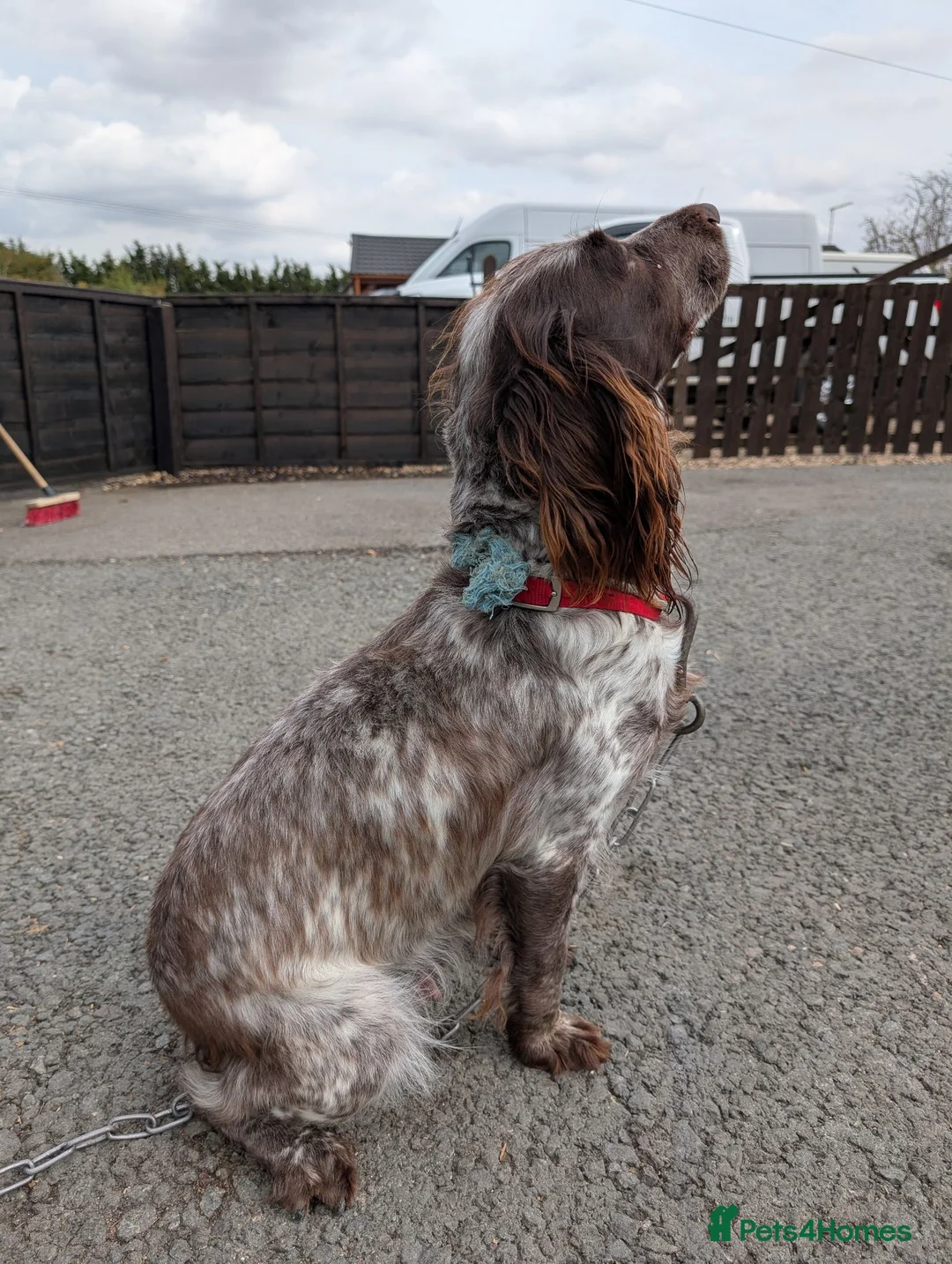 Cocker Spaniel dogs for sale: Adorable cocker spaniels for sale  - Advert 12