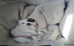 Shih Tzu dogs for sale:  ShihTzu puppies 1 girl  - Image 2