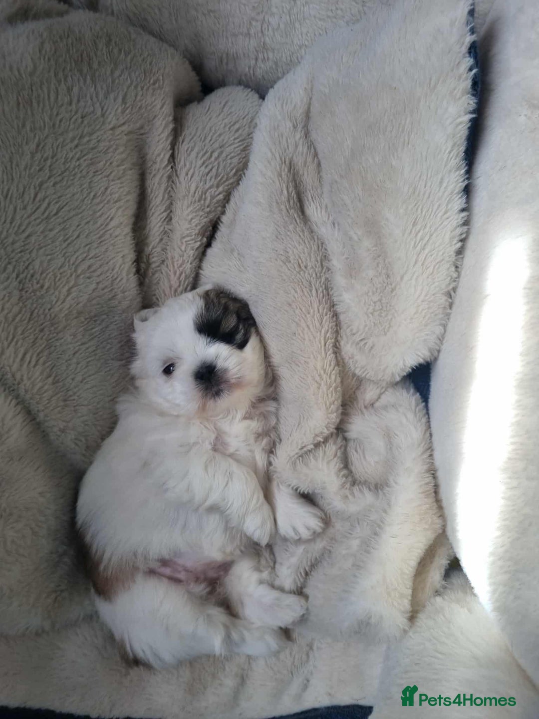 Shih Tzu dogs for sale:  ShihTzu puppies 1 girl  - Image 2