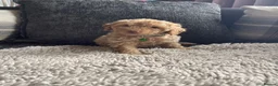 Cockapoo dogs for sale: f1b miniature dna health tested cockerpoos  - Advert 26
