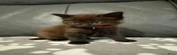 Ragdoll cats for sale: Ragdoll X kittens  in Harlow - Advert 6